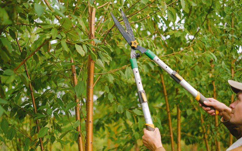 Tree trimming in Reedsville, WI